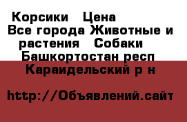 Корсики › Цена ­ 15 000 - Все города Животные и растения » Собаки   . Башкортостан респ.,Караидельский р-н